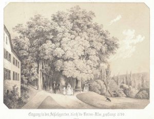 Zeichnung der Lindenallee am Eingang des Schlossgartens